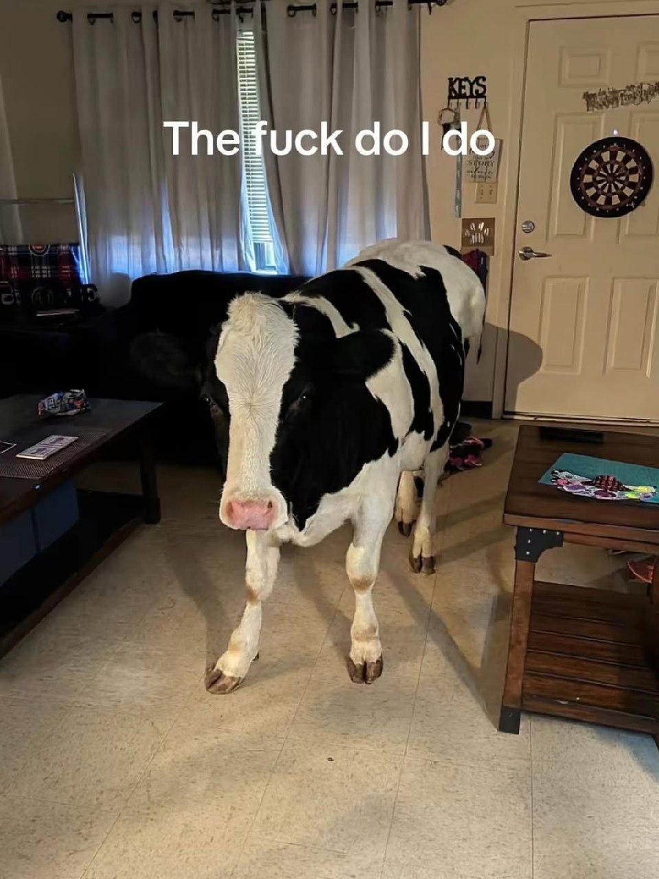 Корова в доме с надписью "The fuck do I do"
