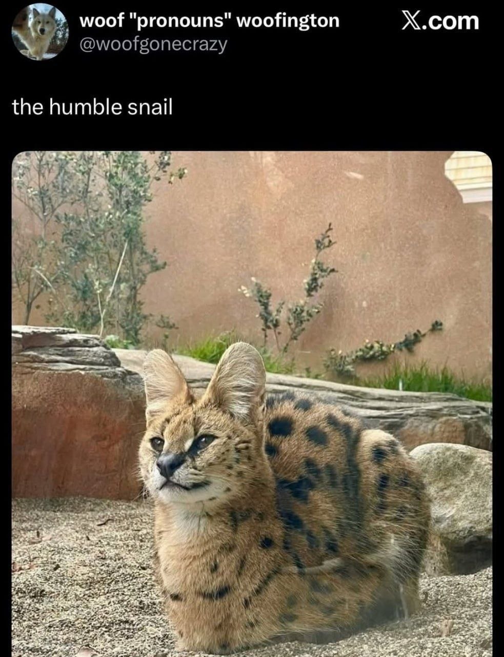Серьезно выглядящий сервал с подписью «the humble snail» — «скромная улитка».