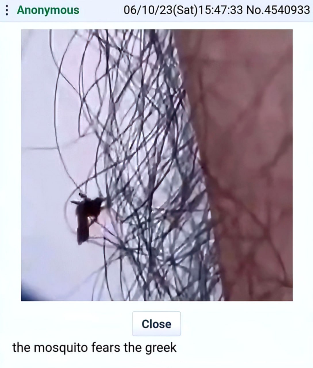 The mosquito fears the greek Комар боится грека, крупный план комара на волосатой коже