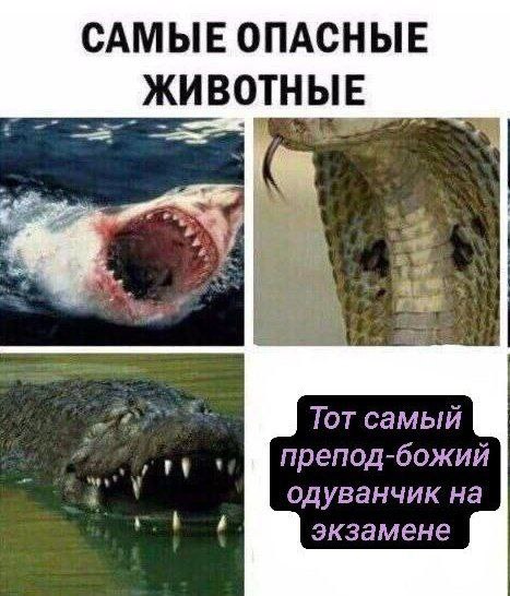 Тот самый препод-божий одуванчик на экзамене Самые опасные животные и преподаватель на экзамене