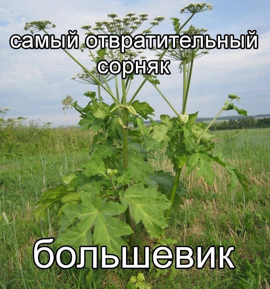 Фотография высокого цветущего борщевика с подписью «Самый отвратительный сорняк».