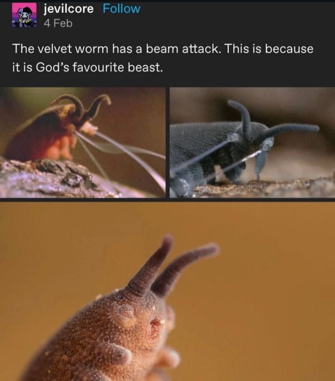 The velvet worm has a beam attack Бархатный червь и его «лучевая атака»