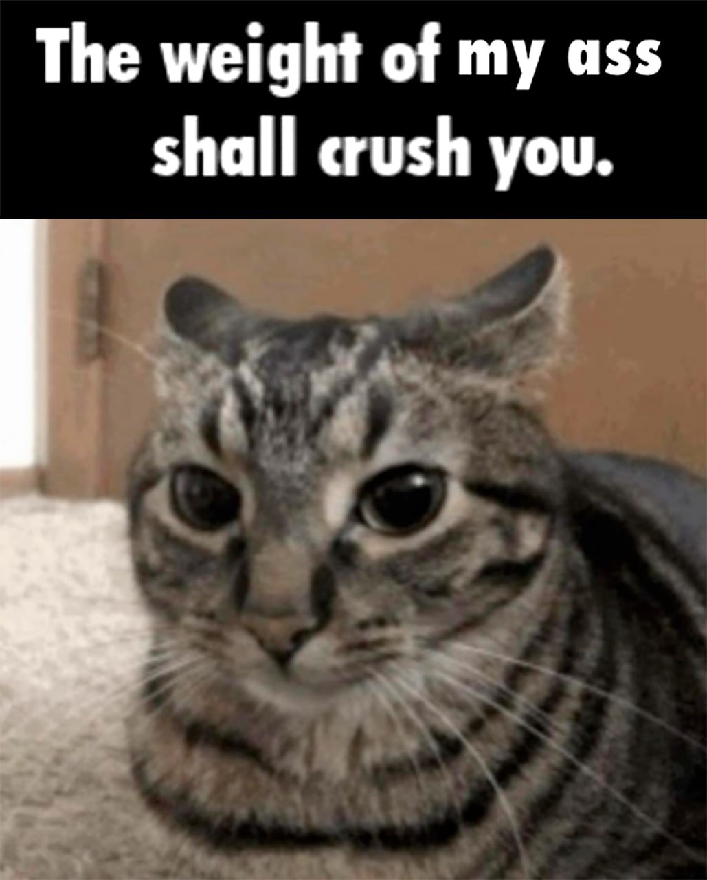 The weight of my ass shall crush you Мем с котом и надписью The weight of my ass shall crush you