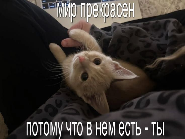 Милый рыжий котёнок лежит на кровати рядом с человеком: «Мир прекрасен, потому что в нем есть — ты».