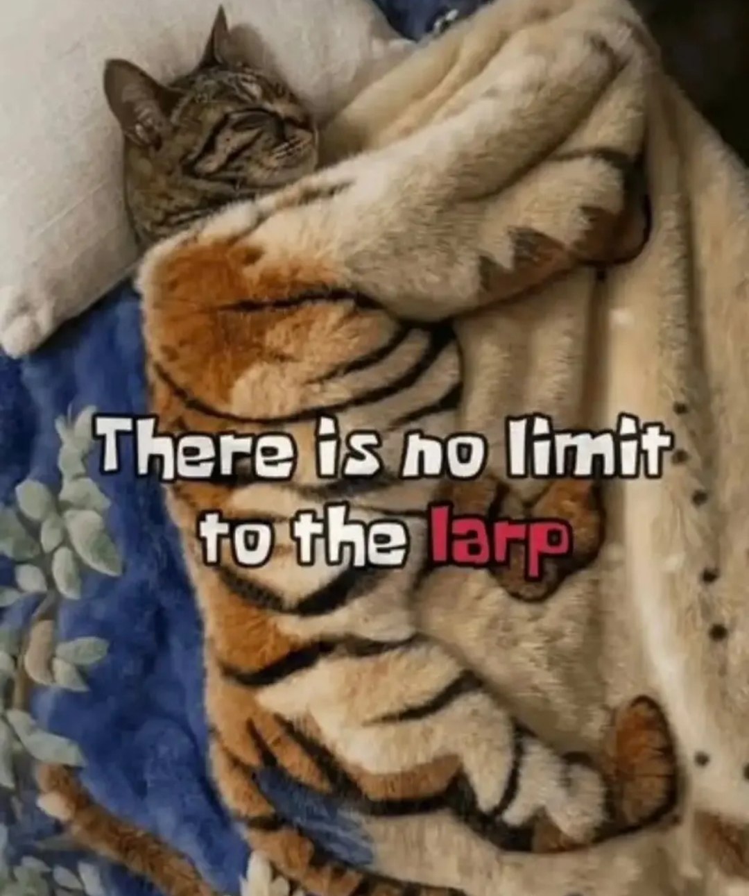 Спящий кот, укутанный в одеяло, с надписью «There is no limit to the larp».