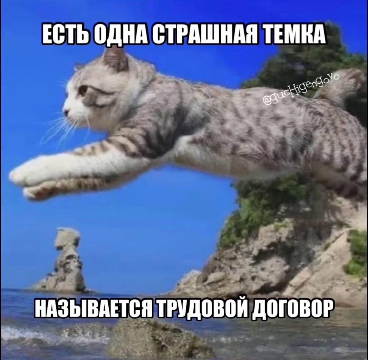 Есть одна страшная темка называется трудовой договор Мем с котом, который летит над морем, и надписью «Есть одна страшная темка называется трудовой договор»