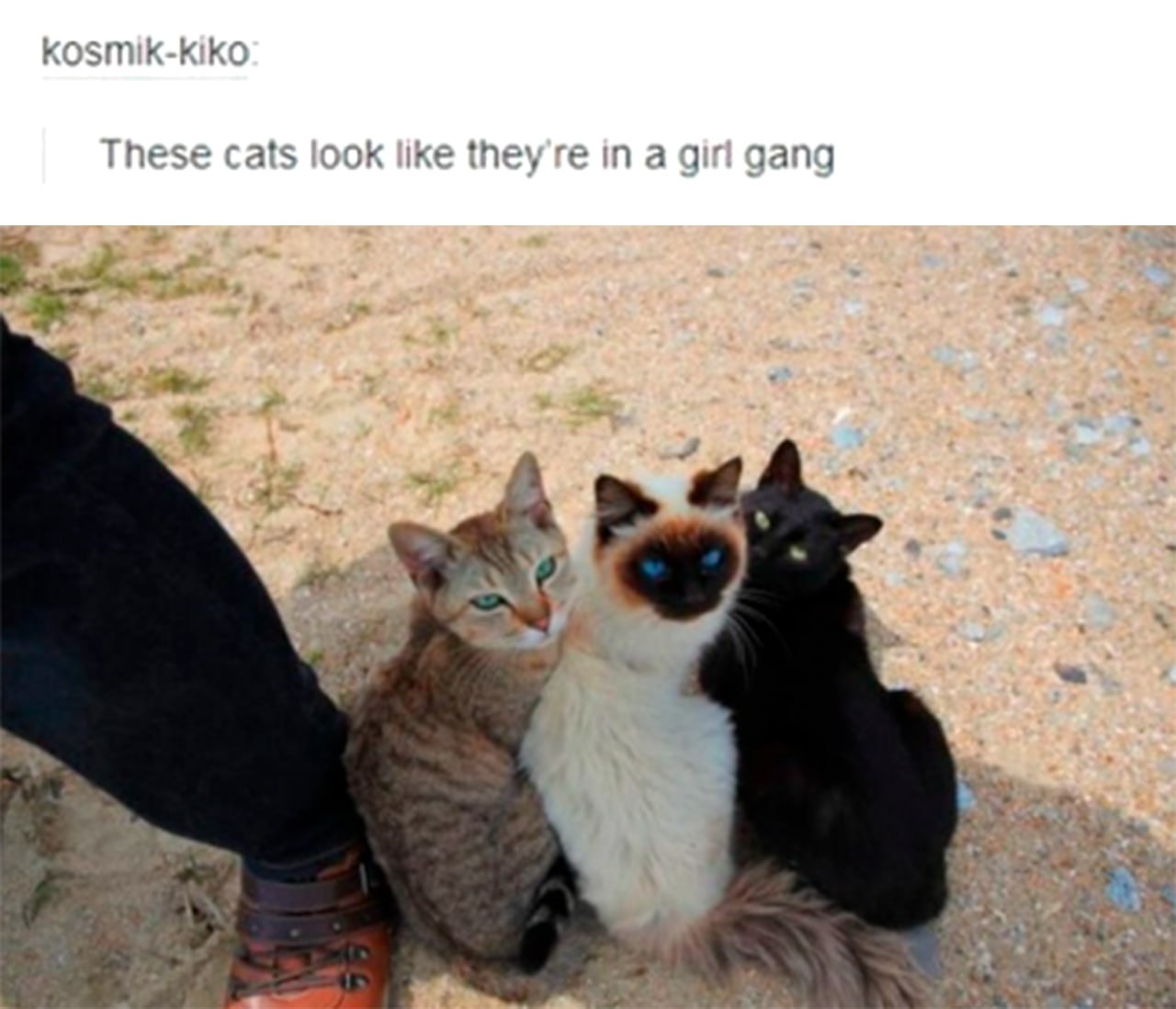 These cats look like they're in a girl gang Три кошки: полосатая, сиамская и черная, сидят на песке рядом с ногой, выглядя как девчачья банда.