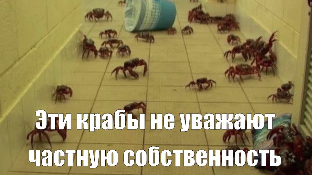 Эти крабы не уважают частную собственность Много крабов в ванной комнате с надписью "Эти крабы не уважают частную собственность"