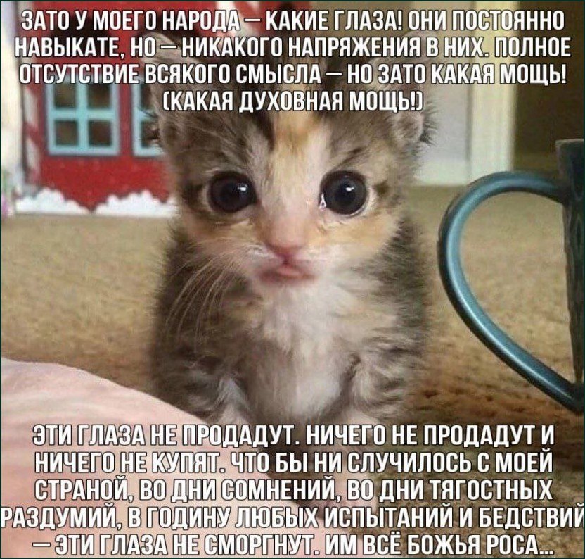 Маленький котёнок с огромными глазами и пафосной подписью о духовной мощи народа, который не дрогнет ни при каких испытаниях.