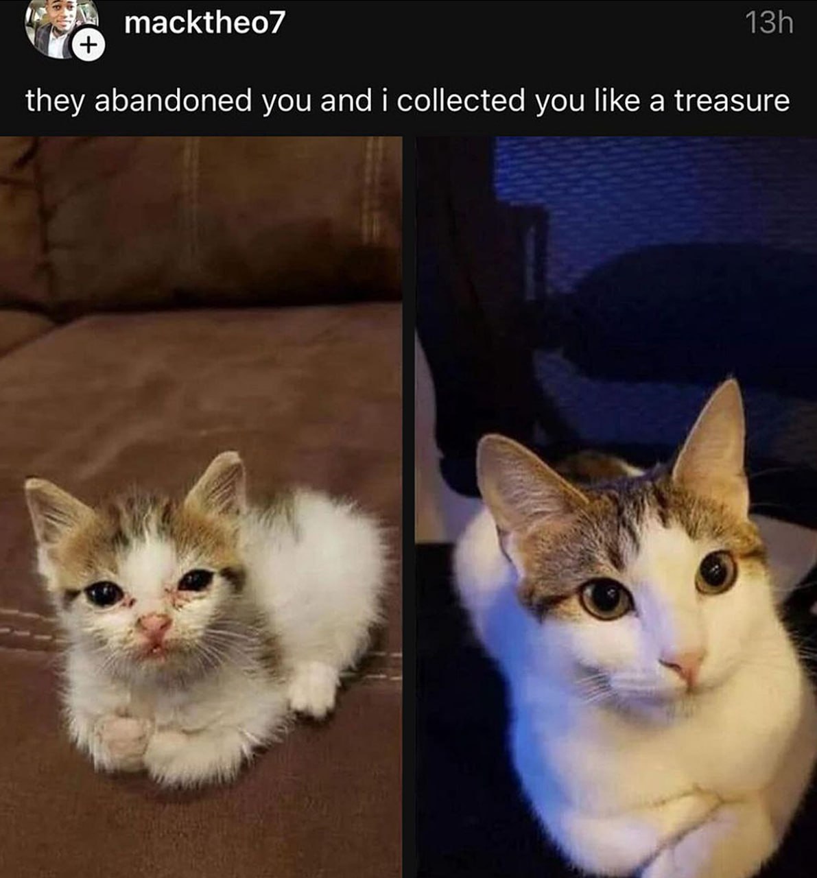 They abandoned you and I collected you like a treasure Котёнок до и после спасения