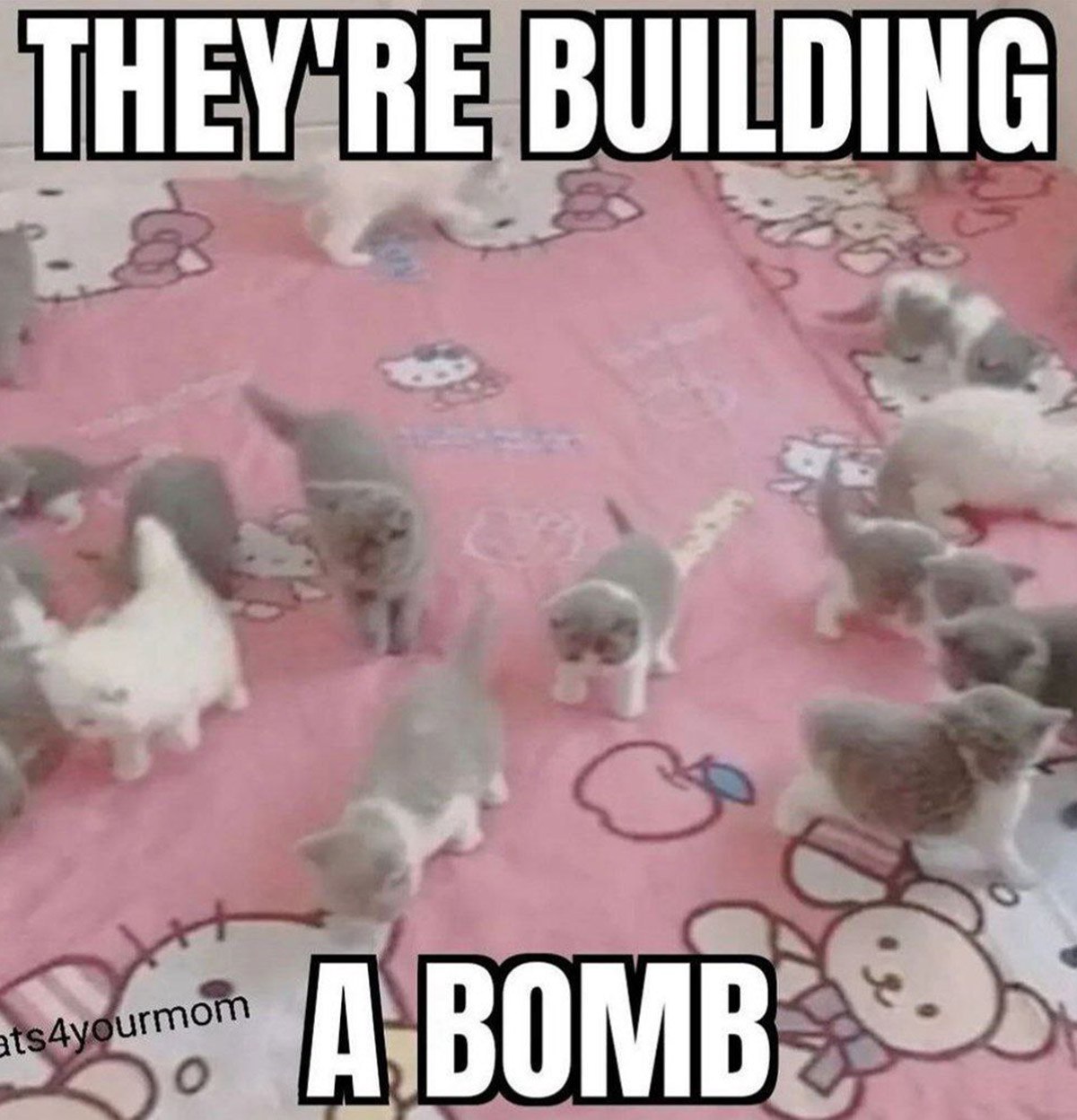 They’re building a bomb котята Множество котят на розовой подстилке с надписью «They’re building a bomb»