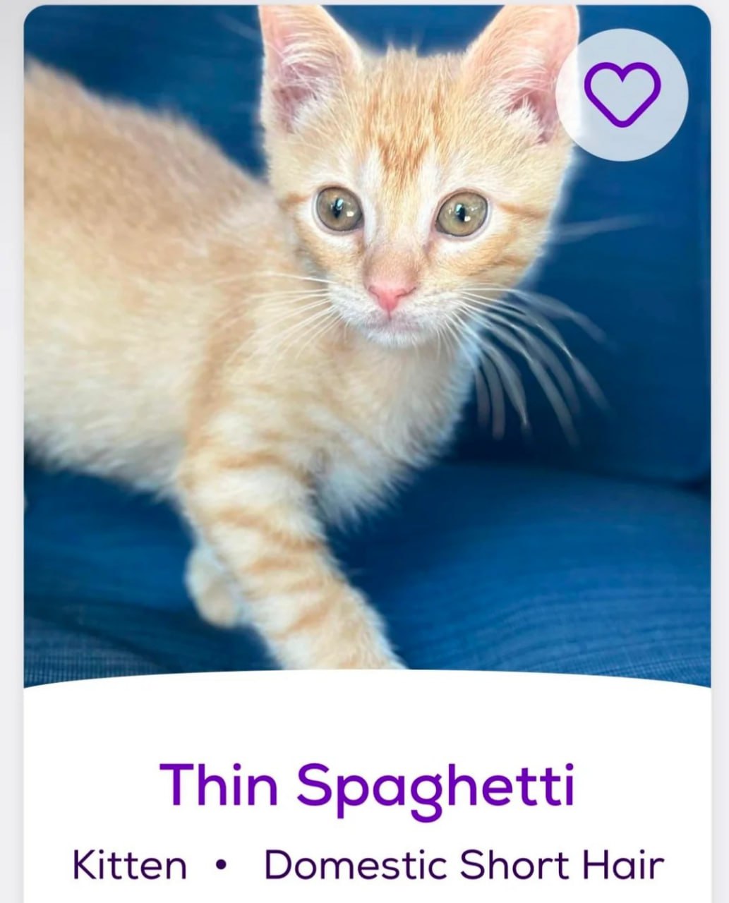 Котёнок Thin Spaghetti Объявление о котёнке по имени «Тонкие спагетти»