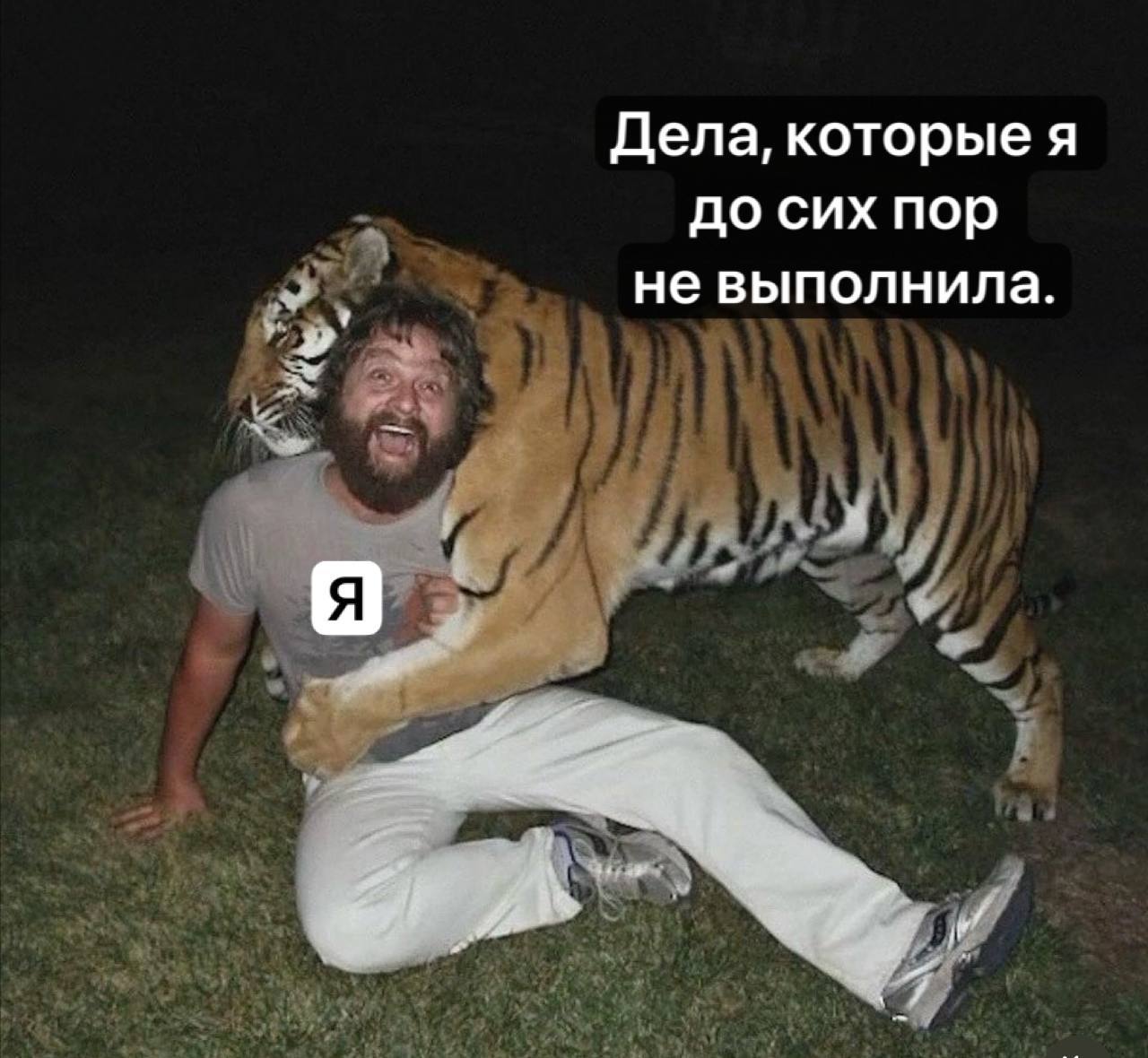 Дела, которые я до сих пор не выполнила Мем с Заком Галифианакисом и тигром "Дела, которые я до сих пор не выполнила"