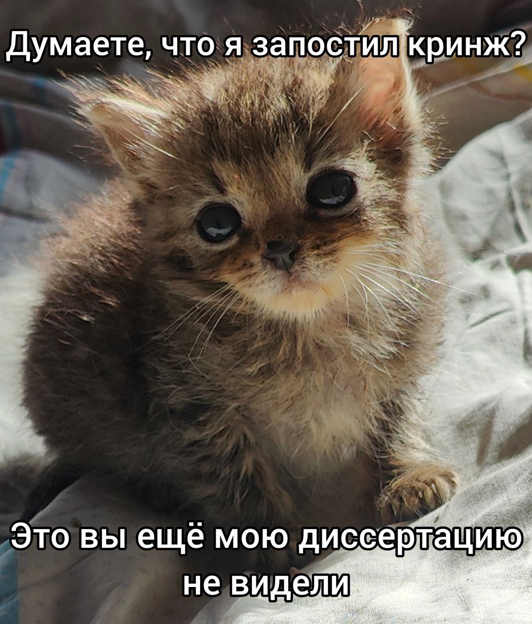 Думаете, что я запостил кринж? Это вы ещё мою диссертацию не видели Милый котенок говорит, что его диссертация более кринжовая, чем то, что он запостил