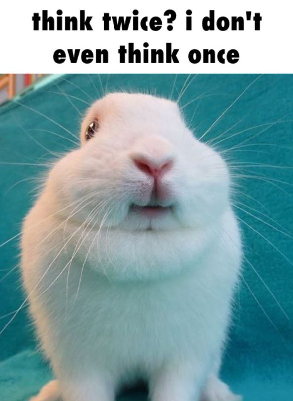 Белый кролик с подписью «Think twice? I don't even think once» на бирюзовом фоне.