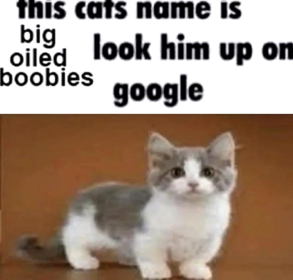 Имя этого кота — big oiled boobies Имя этого кота — big oiled boobies, поищи его в Google