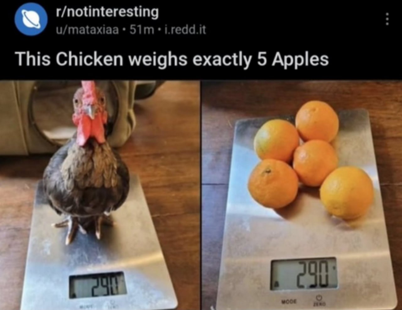 This Chicken weighs exactly 5 Apples Мем про курицу, которая весит столько же, сколько 5 яблок, хотя на весах апельсины