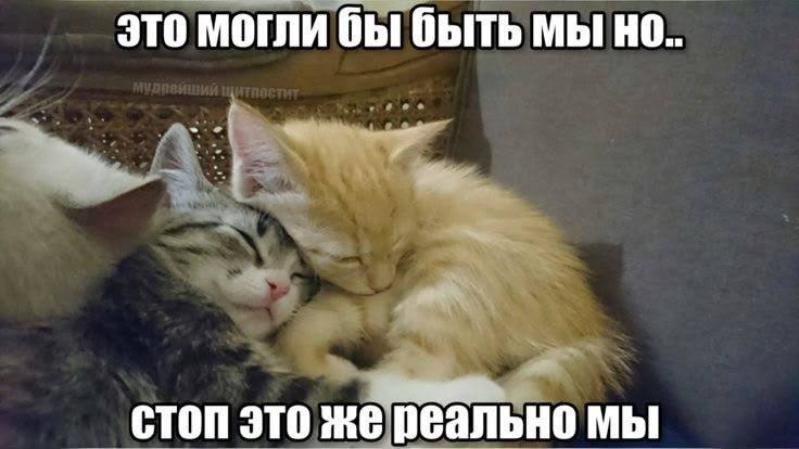 Милые котята обнимаются: «Это могли бы быть мы, но… Стоп, это же реально мы».