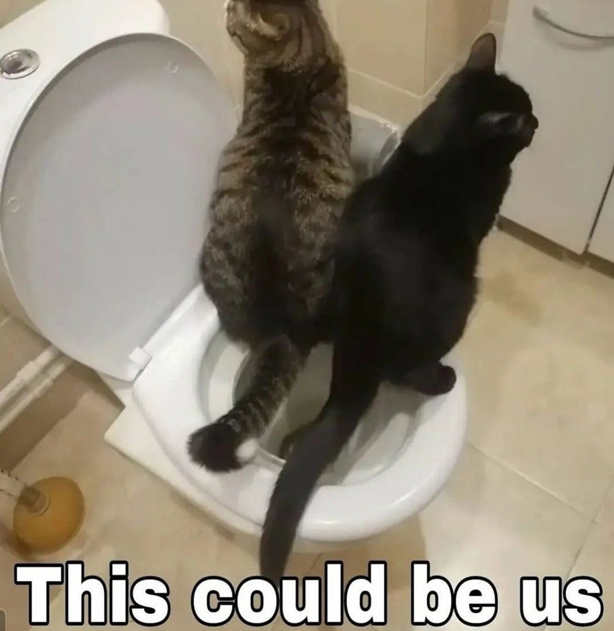 This could be us коты на унитазе Два кота сидят вместе на унитазе, а снизу надпись «Это могли бы быть мы»