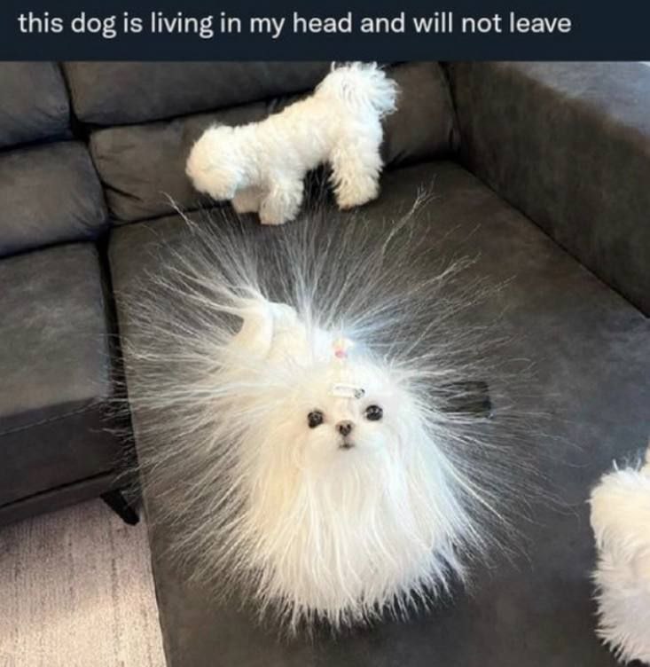 This dog is living in my head and will not leave Пушистый белый щенок со взъерошенной шерстью лежит на диване, а надпись гласит, что "Этот пес живет в моей голове и не хочет уходить".