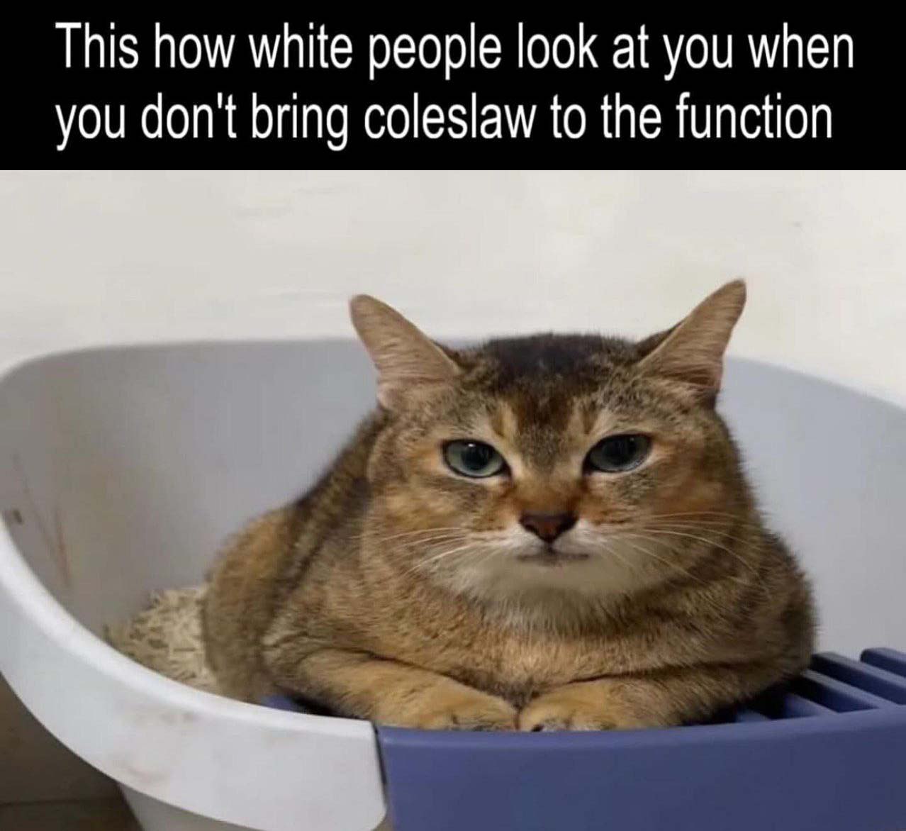 This how white people look at you when you don't bring coleslaw to the function Кот, сидящий в лотке с недовольным выражением морды, символизирующий "белых людей" недовольных отсутствием "коулслоу" на вечеринке.