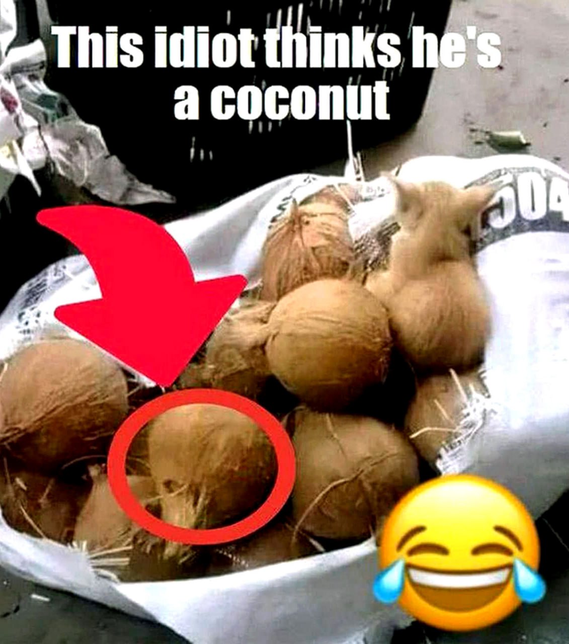 This idiot thinks he's a coconut Котёнок притворяется кокосом