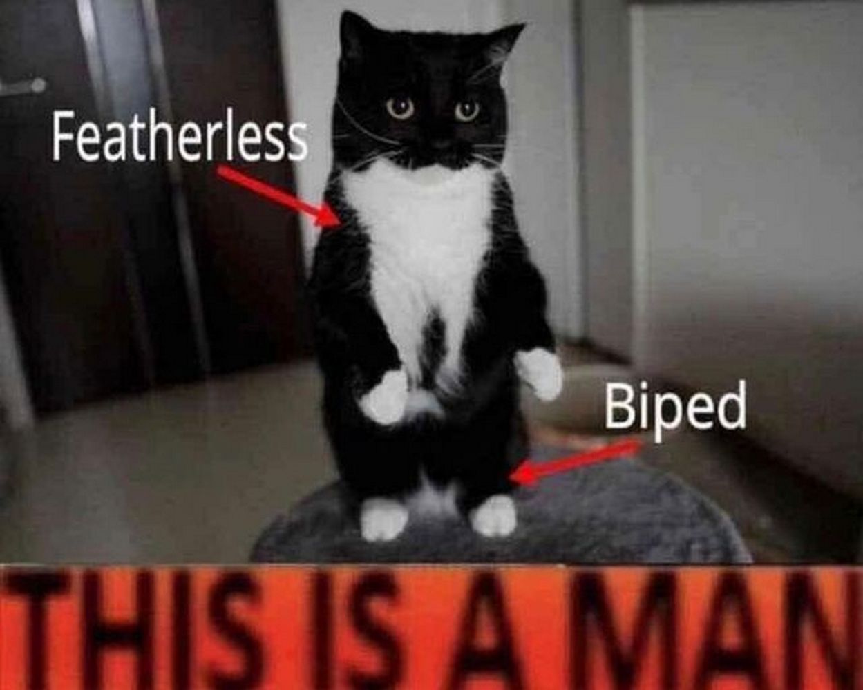 Это человек, кот Мем с котом, который стоит на задних лапах, и подписями «Featherless» и «Biped», завершающийся фразой «This is a man».