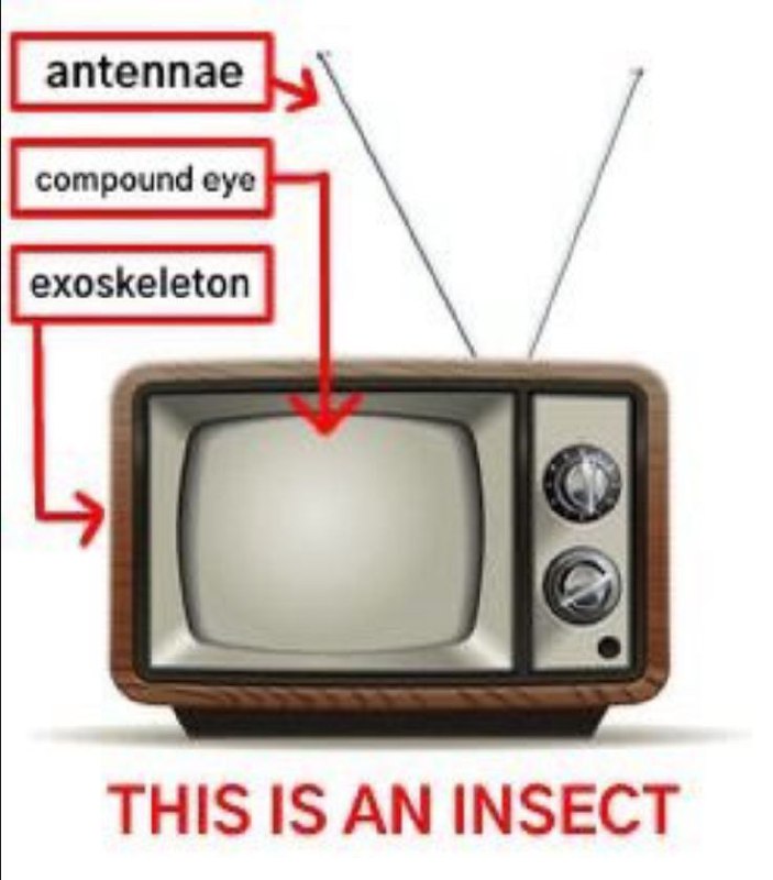 THIS IS AN INSECT Это насекомое, замаскированное под старый телевизор