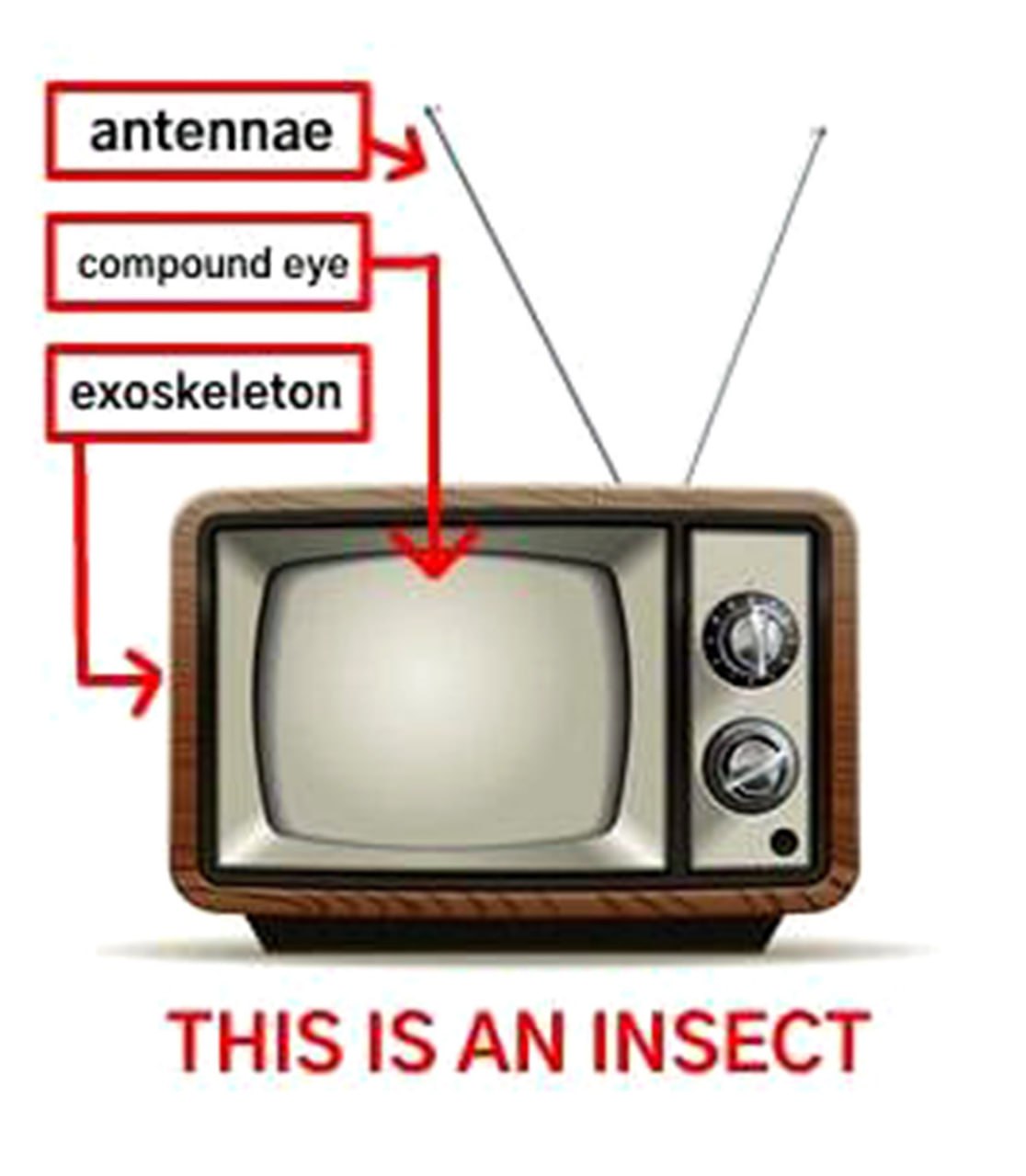 This is an insect Телевизор с антеннами и надписями, указывающими на сходство с насекомым. "Это насекомое".