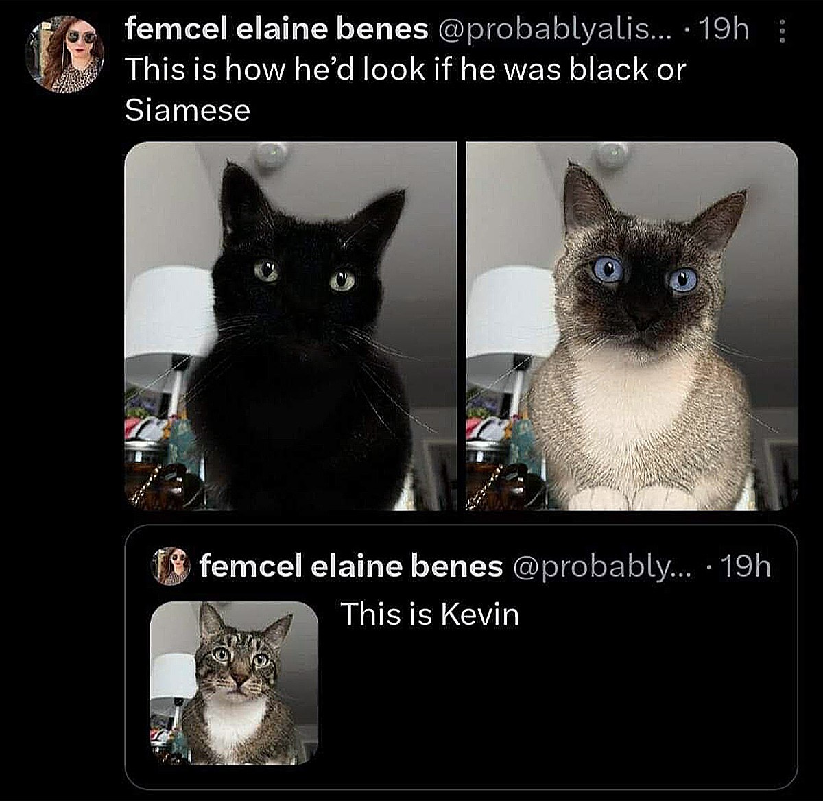 This is Kevin Мем с котом Кевином, которого изменили нейросетью на черного и сиамского кота