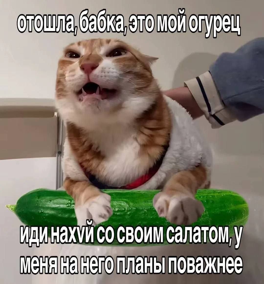 Сердитый рыжий кот защищает свой огромный огурец и не хочет делиться им с бабкой.