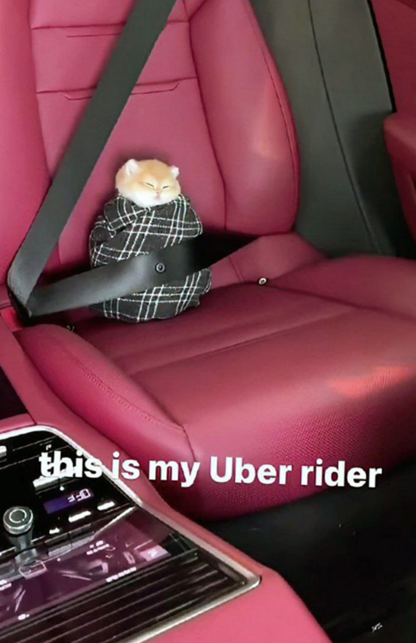 This is my Uber rider Хомяк или морская свинка в клетчатой одежде сидит в автомобиле на розовом сиденье и пристегнут ремнем безопасности. Надпись: «Это мой пассажир Uber»