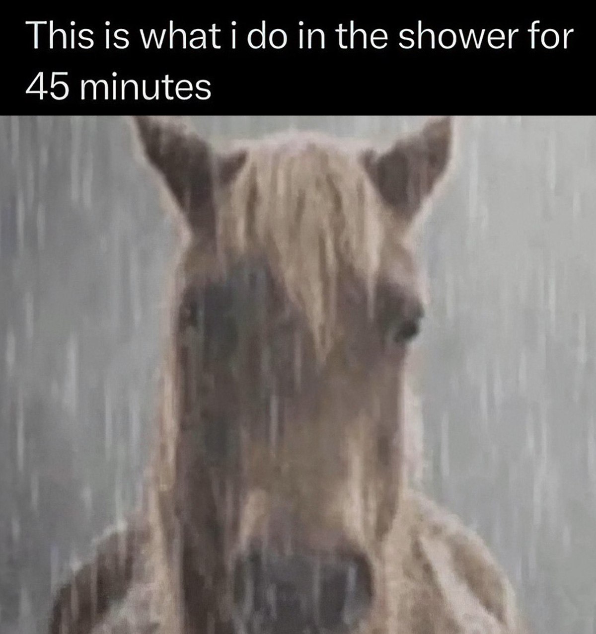 This is what i do in the shower for 45 minutes Мем "This is what I do in the shower for 45 minutes" с лошадью в душе.