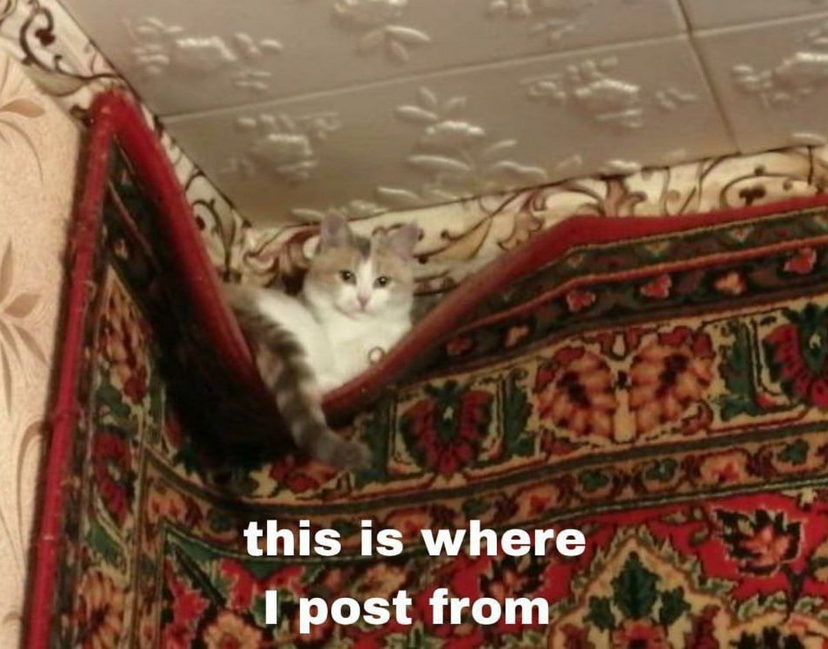 This is where i post from Кот лежит в гамаке из ковра с узорами на стене
