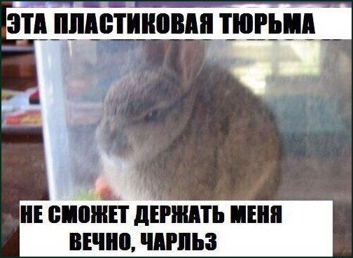 Кролик сидит в прозрачном контейнере и угрожает Чарльзу, что пластиковая тюрьма не сможет удерживать его вечно.