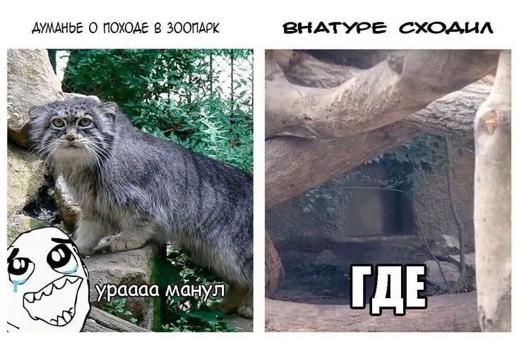 Думанье о походе в зоопарк внатуре сходил Мем про мысли о походе в зоопарк и реальность "где манул".