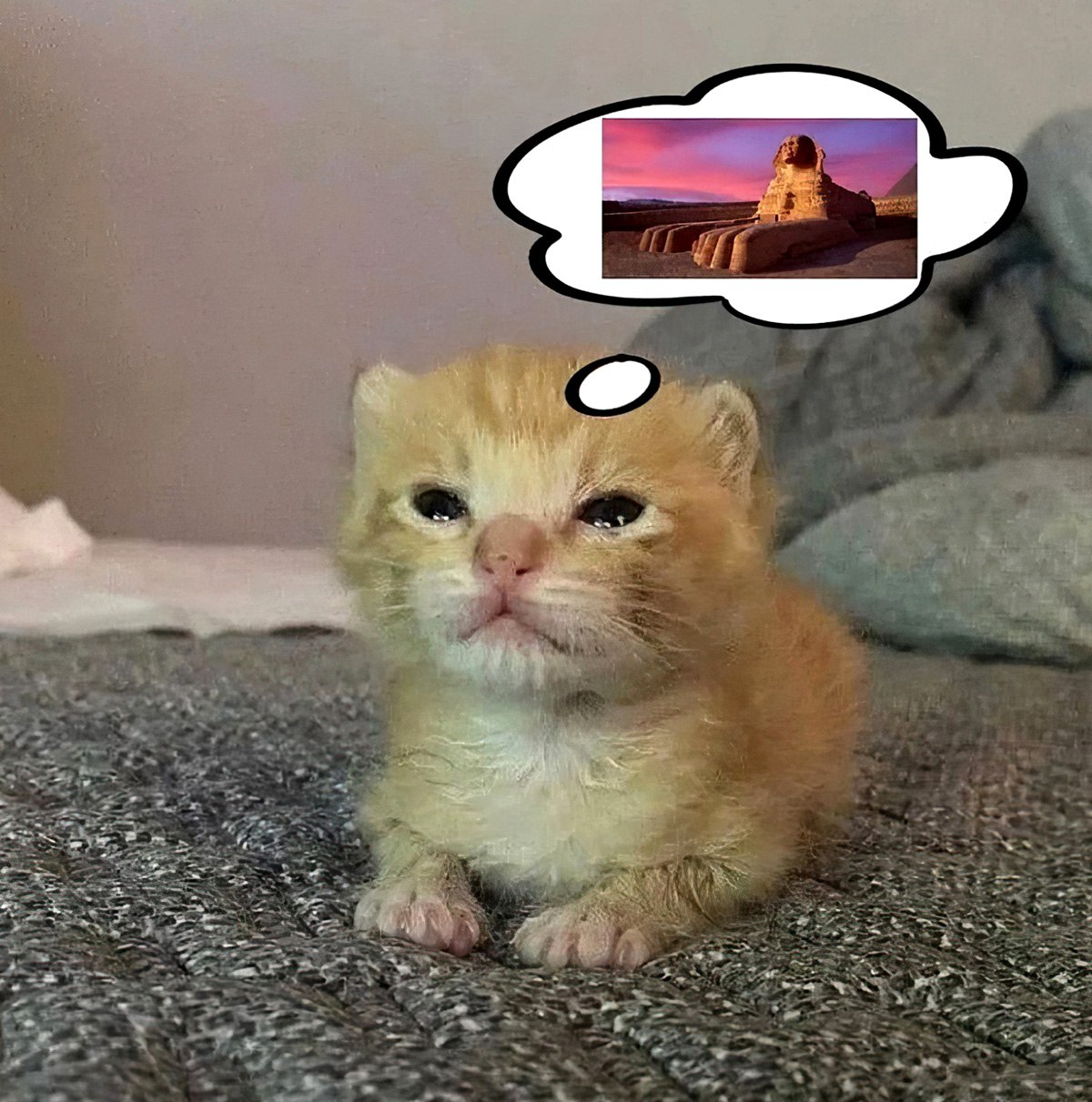 Котенок и Сфинкс Задумчивый рыжий котенок, лежащий на пледе, над головой которого в облачке мысли видна фотография Сфинкса на закате
