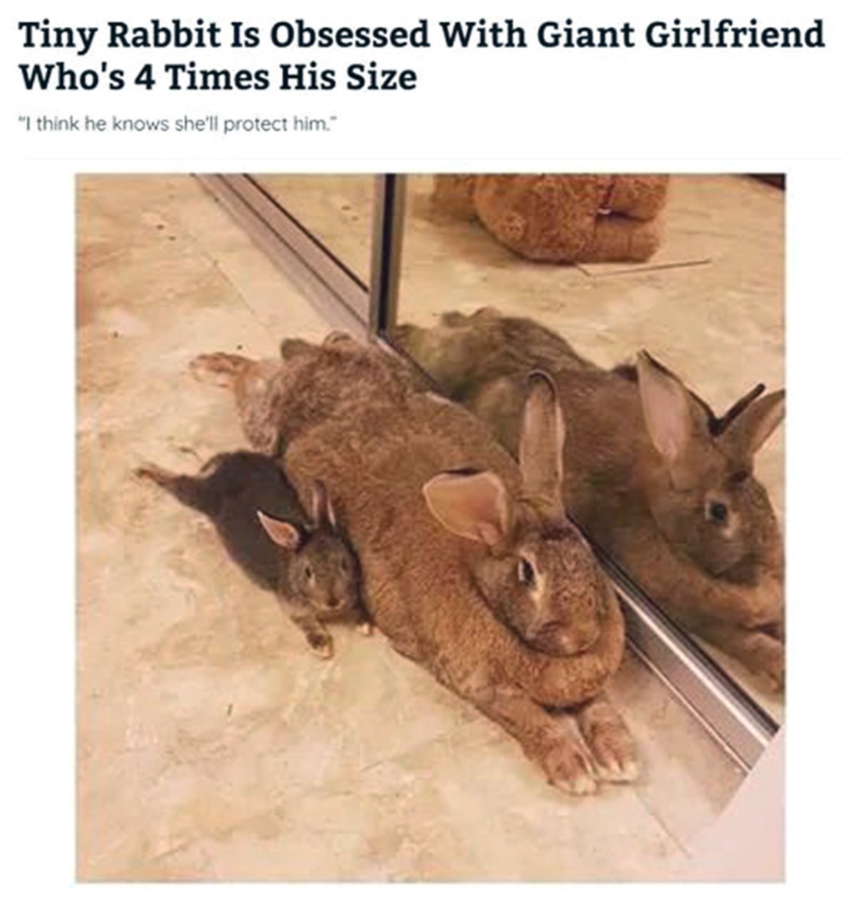 Tiny Rabbit Is Obsessed With Giant Girlfriend Маленький кролик одержим гигантской подругой