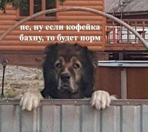 Уставшая собака "кофейка бахну" Уставшая собака выглядывает из-за забора, говоря: "Не, ну если кофейка бахну, то будет норм".