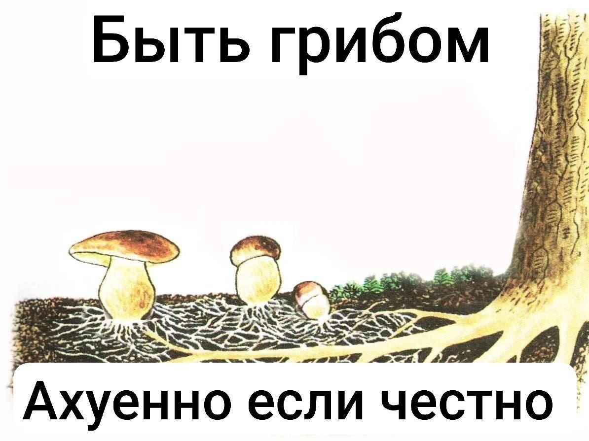 Быть грибом Быть грибом ахуенно если честно
