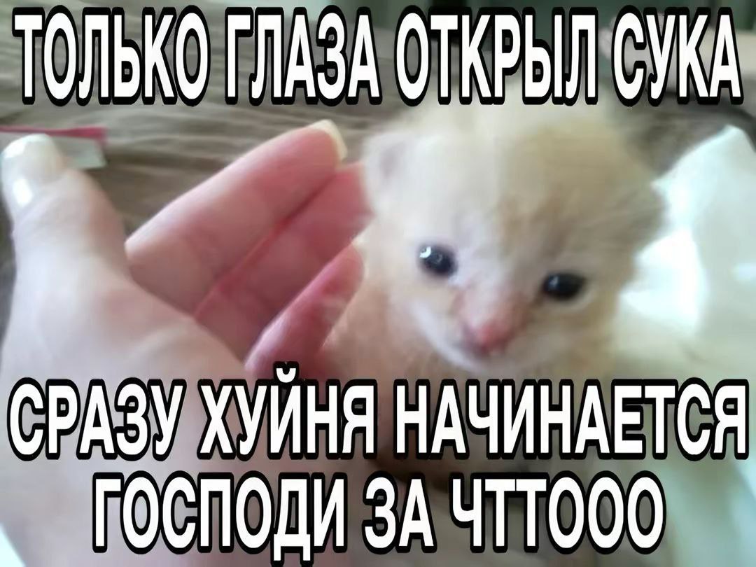 Только глаза открыл сука Мем с маленьким котенком, который только что открыл глаза, и подписью: «Только глаза открыл сука. Сразу хуйня начинается. Господи за чтооо»