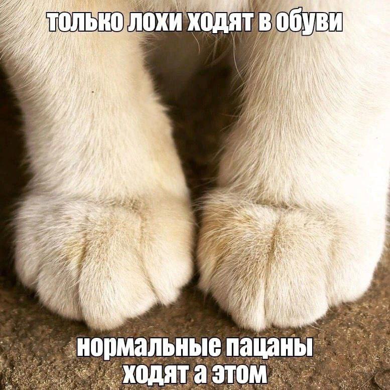 Только лохи ходят в обуви Мем "Только лохи ходят в обуви" с кошачьими лапками