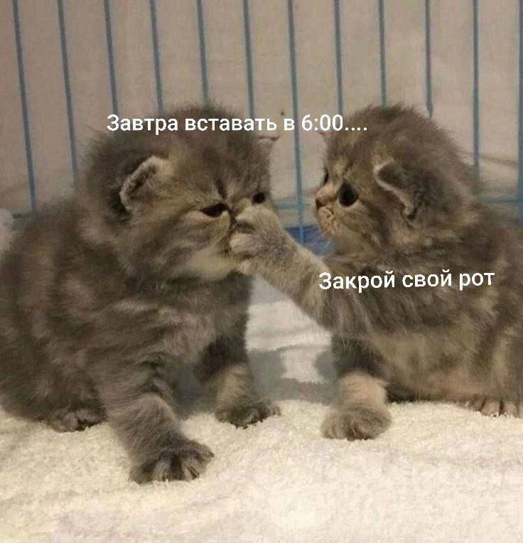 Завтра вставать в 6:00 Закрой свой рот Два милых котёнка, один из которых пытается заставить другого замолчать, прикрыв ему рот лапкой. Надписи на изображении: «Завтра вставать в 6:00…» и «Закрой свой рот».