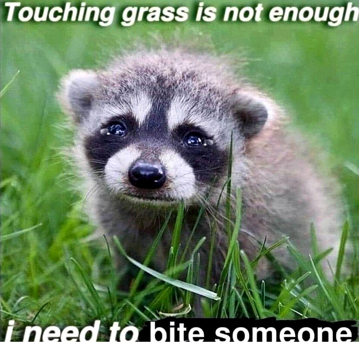 Touching grass is not enough я хочу укусить кого-нибудь Мем с енотом, который говорит, что «потрогать траву» недостаточно, и что ему нужно кого-нибудь укусить.