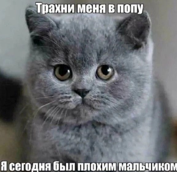 Серый котёнок с подписью «Трахни меня в попу, я сегодня был плохим мальчиком»