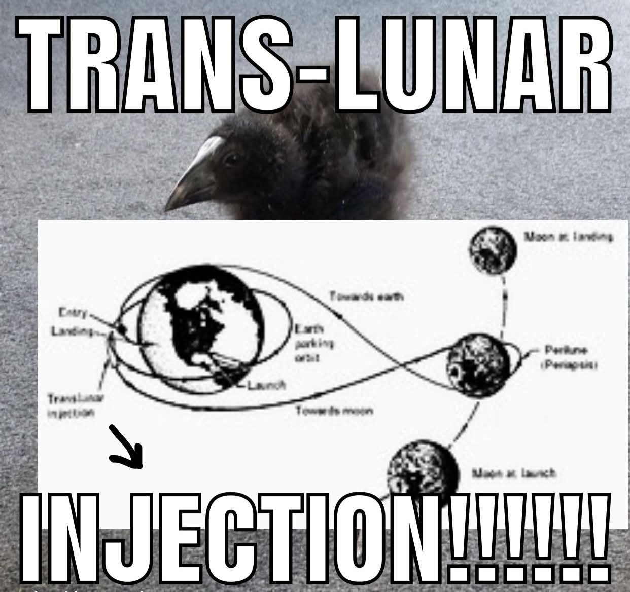 Чёрная птица на фоне схемы лунной траектории с надписью «TRANS-LUNAR INJECTION!!!!!».