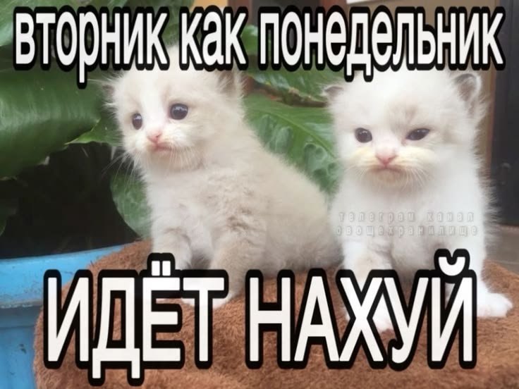 Два недовольных белых котёнка с подписью «Вторник как понедельник — идёт нахуй» — смешная реакция на тяжёлый рабочий день.