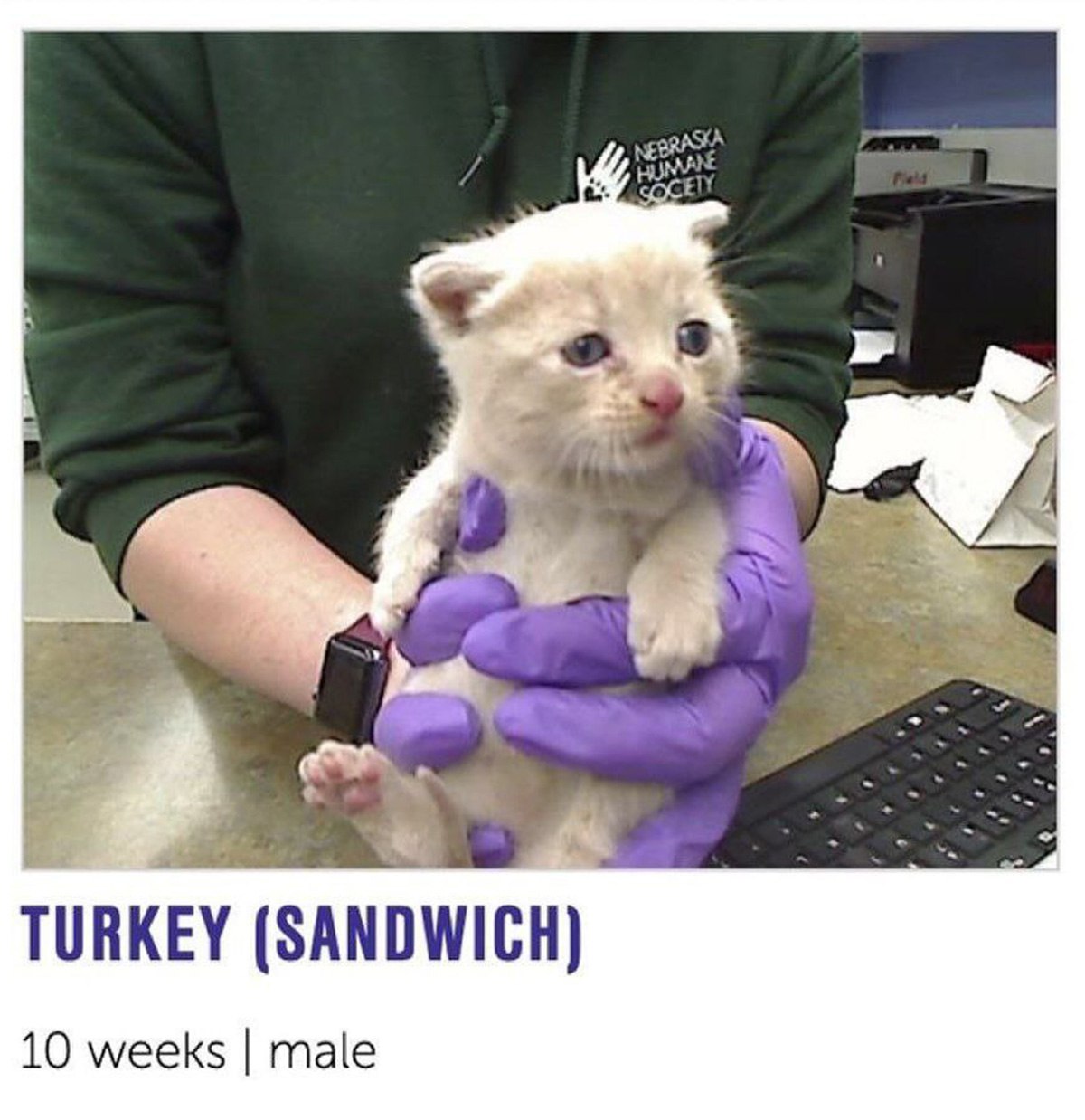 Turkey (Sandwich) котенок Котенок по кличке Turkey (Sandwich)