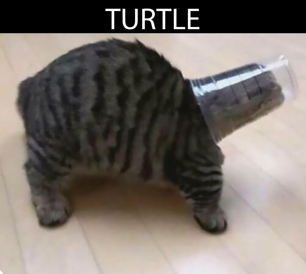 TURTLE Мем с котом, который засунул голову в пластиковый стаканчик и стал похож на черепаху