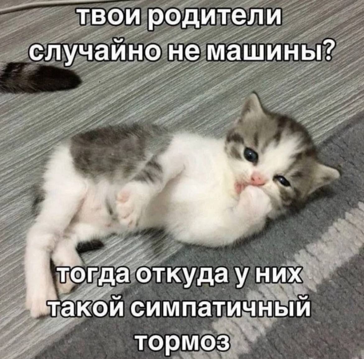 Твои родители случайно не машины? Маленький полосатый котенок лежит на полу, прикусив лапку, с текстом "Твои родители случайно не машины? Тогда откуда у них такой симпатичный тормоз".